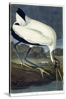 Wood Ibis, 1834-John James Audubon-Stretched Canvas