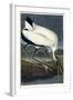 Wood Ibis, 1834-John James Audubon-Framed Giclee Print