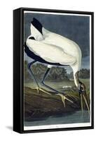 Wood Ibis, 1834-John James Audubon-Framed Stretched Canvas