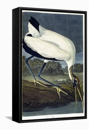 Wood Ibis, 1834-John James Audubon-Framed Stretched Canvas