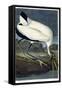 Wood Ibis, 1834-John James Audubon-Framed Stretched Canvas