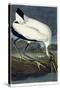 Wood Ibis, 1834-John James Audubon-Stretched Canvas