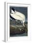 Wood Ibis, 1834-John James Audubon-Framed Giclee Print