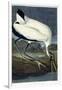 Wood Ibis, 1834-John James Audubon-Framed Giclee Print