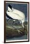 Wood Ibis, 1834-John James Audubon-Framed Giclee Print