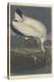 Wood Ibis, 1834-John James Audubon-Stretched Canvas