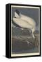 Wood Ibis, 1834-John James Audubon-Framed Stretched Canvas