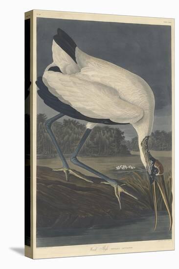 Wood Ibis, 1834-John James Audubon-Stretched Canvas