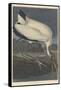 Wood Ibis, 1834-John James Audubon-Framed Stretched Canvas