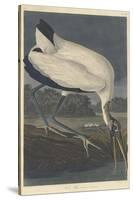 Wood Ibis, 1834-John James Audubon-Stretched Canvas