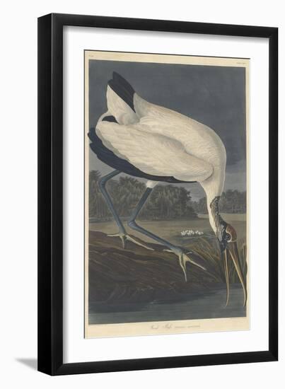 Wood Ibis, 1834-John James Audubon-Framed Giclee Print