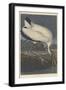 Wood Ibis, 1834-John James Audubon-Framed Giclee Print