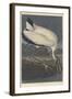 Wood Ibis, 1834-John James Audubon-Framed Giclee Print