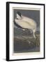 Wood Ibis, 1834-John James Audubon-Framed Giclee Print