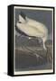 Wood Ibis, 1834-John James Audubon-Framed Stretched Canvas