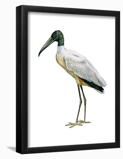 Wood Ibis (Mycteria Americana), Birds-Encyclopaedia Britannica-Framed Poster