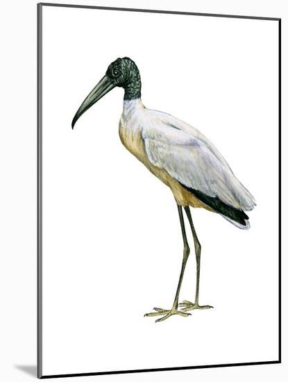 Wood Ibis (Mycteria Americana), Birds-Encyclopaedia Britannica-Mounted Poster