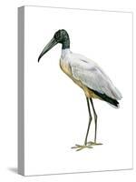 Wood Ibis (Mycteria Americana), Birds-Encyclopaedia Britannica-Stretched Canvas