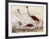 Wood Ibis, Scarlet Flamingo, White Ibis, C.1828-1829-Alexander Wilson-Framed Giclee Print