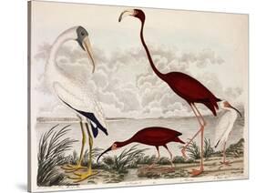Wood Ibis, Scarlet Flamingo, White Ibis, C.1828-1829-Alexander Wilson-Stretched Canvas