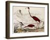 Wood Ibis, Scarlet Flamingo, White Ibis, C.1828-1829-Alexander Wilson-Framed Giclee Print