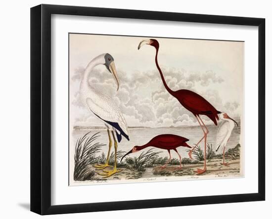 Wood Ibis, Scarlet Flamingo, White Ibis, C.1828-1829-Alexander Wilson-Framed Giclee Print