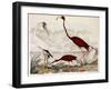 Wood Ibis, Scarlet Flamingo, White Ibis, C.1828-1829-Alexander Wilson-Framed Giclee Print