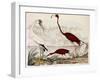 Wood Ibis, Scarlet Flamingo, White Ibis, C.1828-1829-Alexander Wilson-Framed Giclee Print