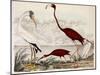 Wood Ibis, Scarlet Flamingo, White Ibis, C.1828-1829-Alexander Wilson-Mounted Giclee Print