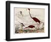 Wood Ibis, Scarlet Flamingo, White Ibis, C.1828-1829-Alexander Wilson-Framed Giclee Print