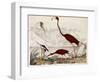 Wood Ibis, Scarlet Flamingo, White Ibis, C.1828-1829-Alexander Wilson-Framed Giclee Print