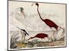 Wood Ibis, Scarlet Flamingo, White Ibis, C.1828-1829-Alexander Wilson-Mounted Giclee Print