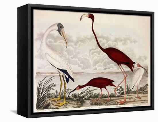 Wood Ibis, Scarlet Flamingo, White Ibis, C.1828-1829-Alexander Wilson-Framed Stretched Canvas