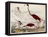 Wood Ibis, Scarlet Flamingo, White Ibis, C.1828-1829-Alexander Wilson-Framed Stretched Canvas