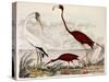 Wood Ibis, Scarlet Flamingo, White Ibis, C.1828-1829-Alexander Wilson-Stretched Canvas