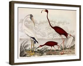 Wood Ibis, Scarlet Flamingo, White Ibis, C.1828-1829-Alexander Wilson-Framed Giclee Print