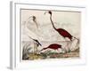 Wood Ibis, Scarlet Flamingo, White Ibis, C.1828-1829-Alexander Wilson-Framed Giclee Print