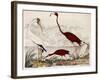 Wood Ibis, Scarlet Flamingo, White Ibis, C.1828-1829-Alexander Wilson-Framed Giclee Print