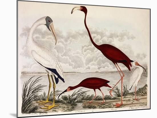 Wood Ibis, Scarlet Flamingo, White Ibis, C.1828-1829-Alexander Wilson-Mounted Giclee Print