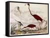 Wood Ibis, Scarlet Flamingo, White Ibis, C.1828-1829-Alexander Wilson-Framed Stretched Canvas