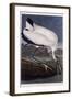 Wood Ibis-John James Audubon-Framed Giclee Print