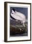 Wood Ibis-John James Audubon-Framed Giclee Print