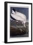 Wood Ibis-John James Audubon-Framed Giclee Print