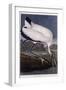 Wood Ibis-John James Audubon-Framed Giclee Print