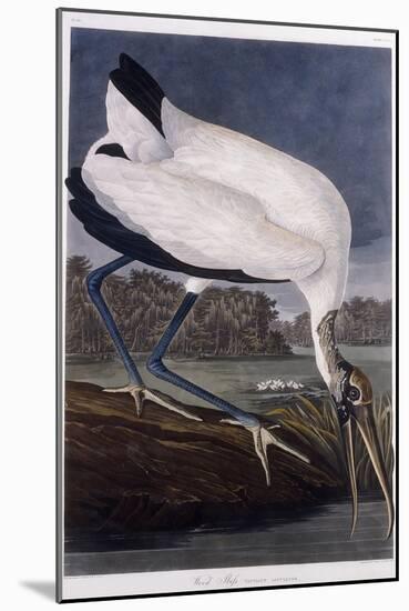 Wood Ibis-John James Audubon-Mounted Giclee Print