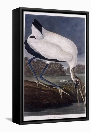 Wood Ibis-John James Audubon-Framed Stretched Canvas