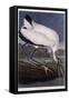 Wood Ibis-John James Audubon-Framed Stretched Canvas