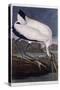 Wood Ibis-John James Audubon-Stretched Canvas