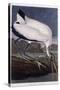 Wood Ibis-John James Audubon-Stretched Canvas