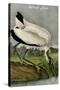 Wood Ibis-John James Audubon-Stretched Canvas